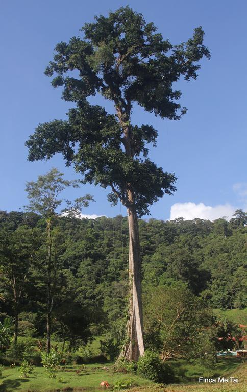 Mei Tai Cacao Lodge Bijagua Exteriör bild